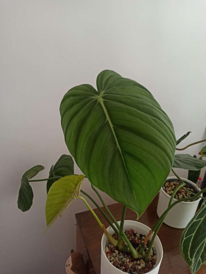 Philodendron Dean McDowell 3