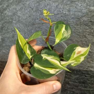 Philodendron cream splash