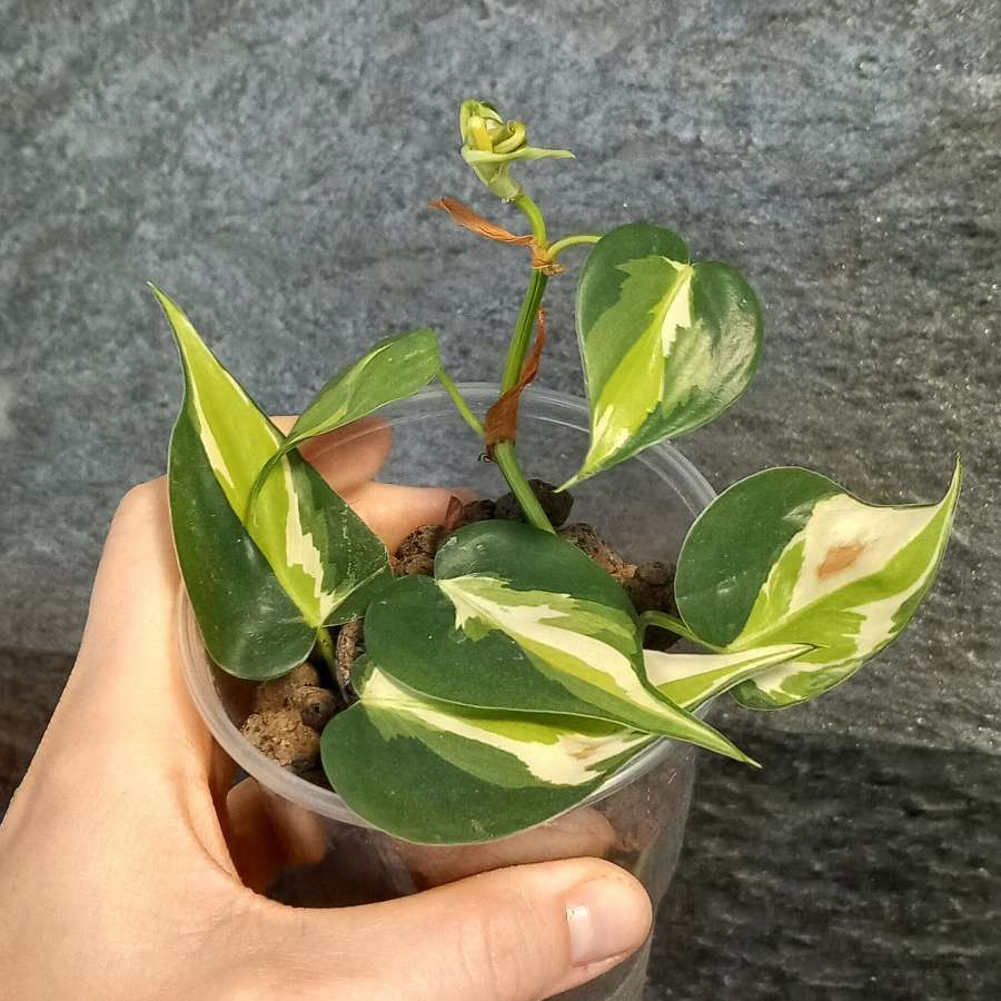 Philodendron cream splash
