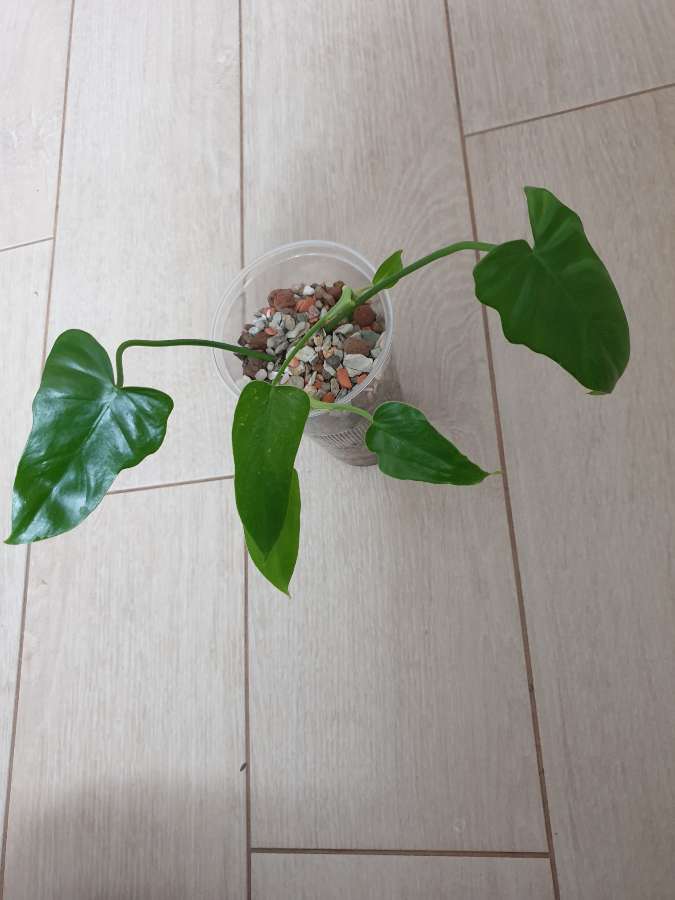 Philodendron green dragon 2 szt. 4