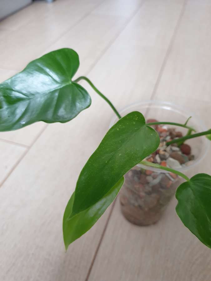 Philodendron green dragon 2 szt. 2