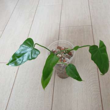 Philodendron green dragon 2 szt.