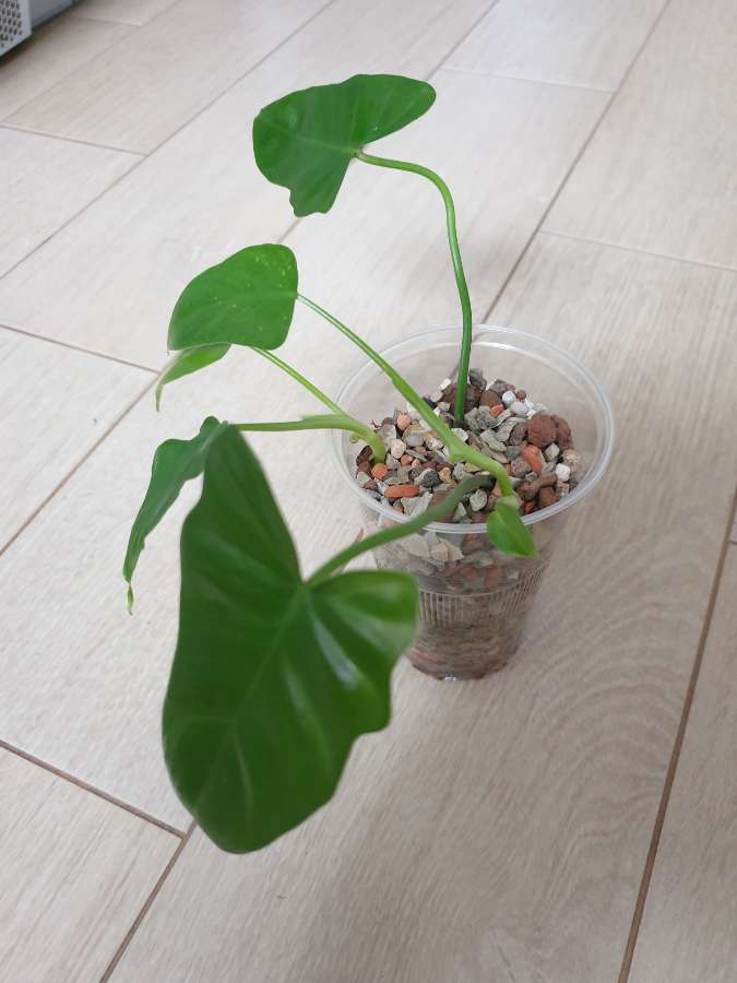 Philodendron green dragon 2 szt. 3