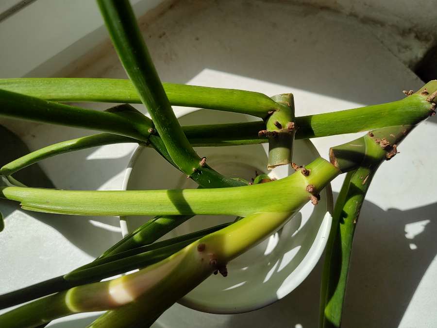 Ukorzeniona Szczepka Philodendron Jose Buono 4
