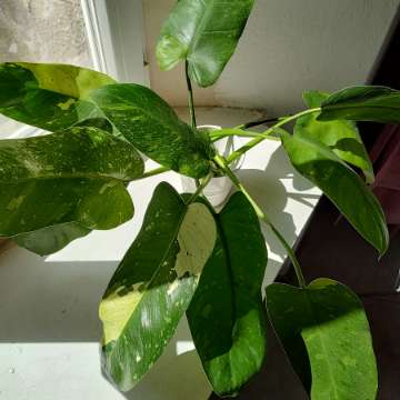 Szczepka Philodendron Jose Buono