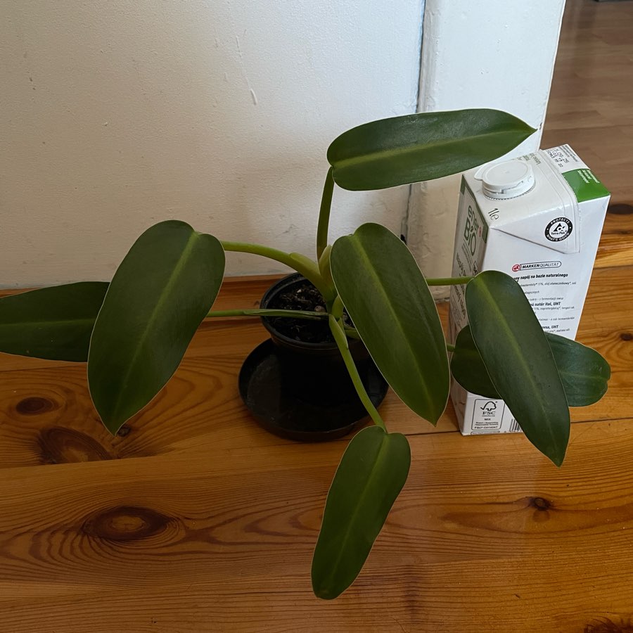 Philodendron tuxtlanum cała roślina kolekcjonerska