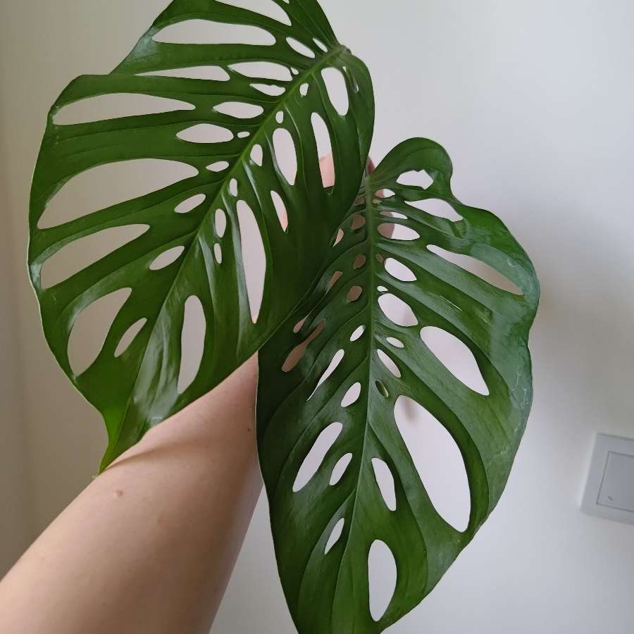 Monstera adansonii