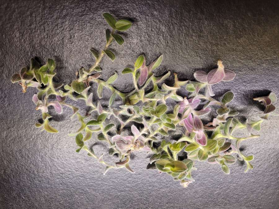 Trzykrotka włochata 2