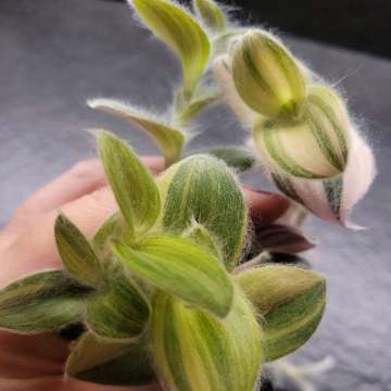 Trzykrotka włochata