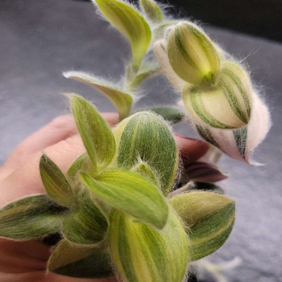 Trzykrotka włochata