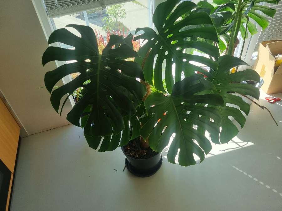 Monstera big form 2