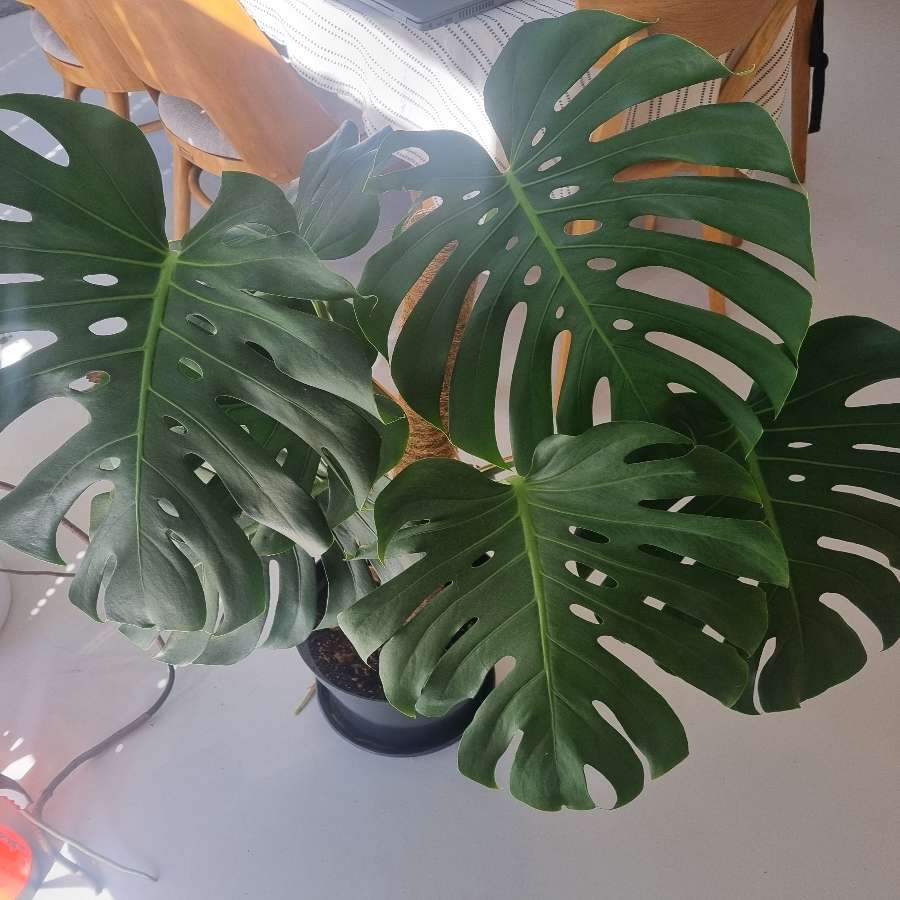 Monstera big form
