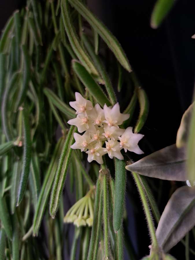 Hoya linearis 5