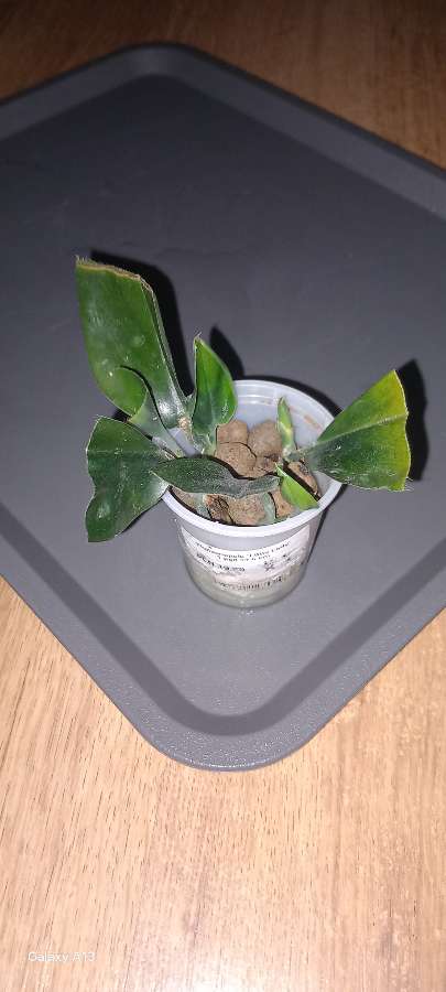 Scindapsus Dark Form 2