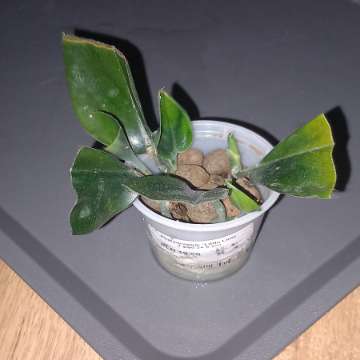 Scindapsus Dark Form