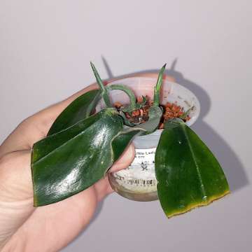 Scindapsus Dark Form