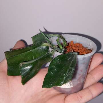 Scindapsus Dark Form