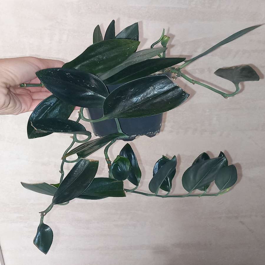 Scindapsus Dark Form