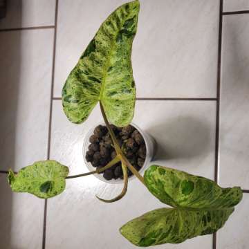 Philodendron Paraiso Verde