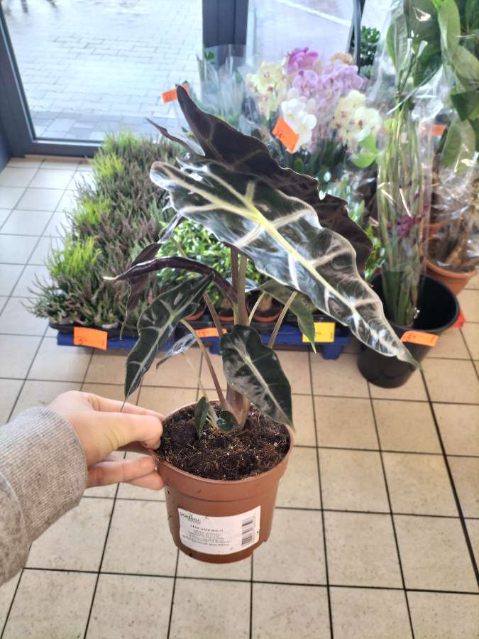 undefined 2