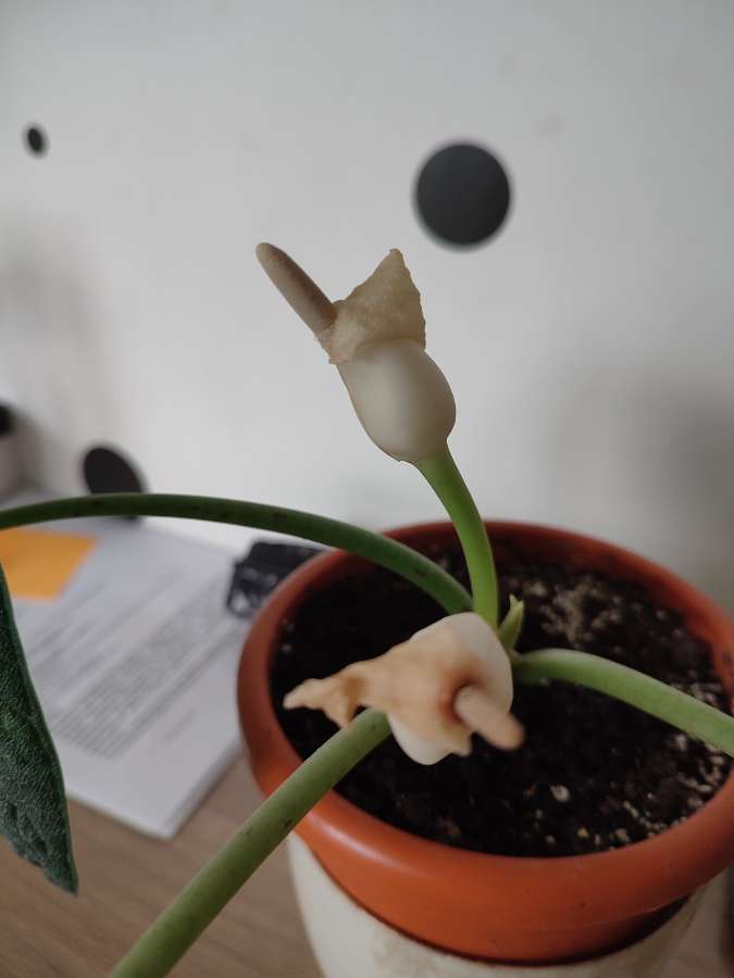 undefined 2