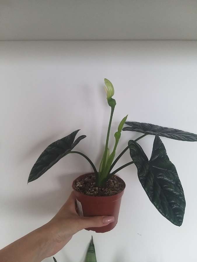 undefined 2
