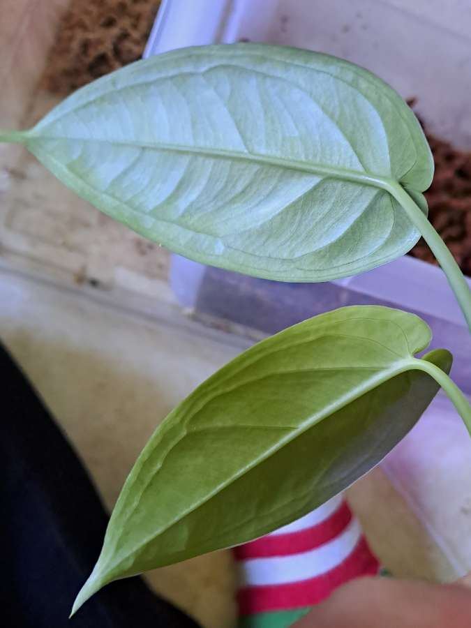 undefined 2