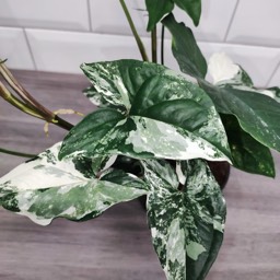 Zdjęcie franek_bbbb_plant