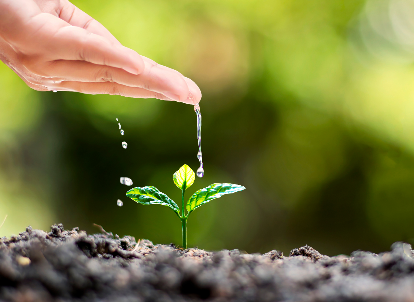 Mão deixando cair gotas de água sobre uma muda de planta