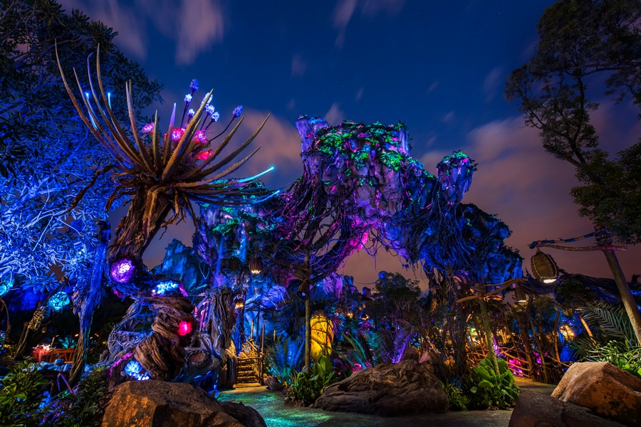 Pandora Drumming Area