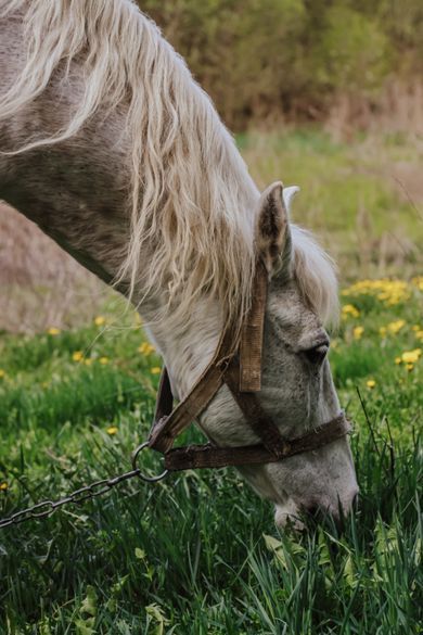 pets, product, commercial, nature, content