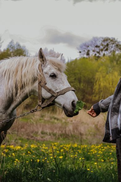 pets, commercial, nature, portrait, content