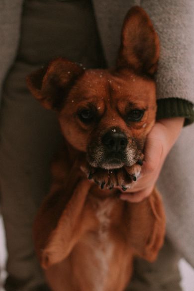 pets