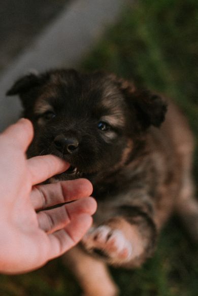 pets