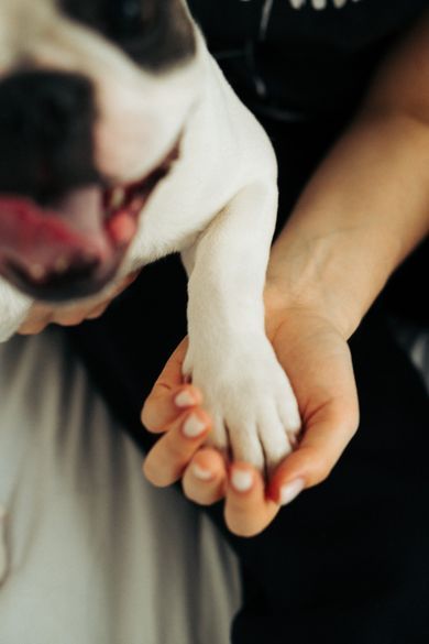 pets