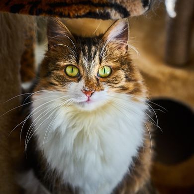 pets, nature, portrait, content, children