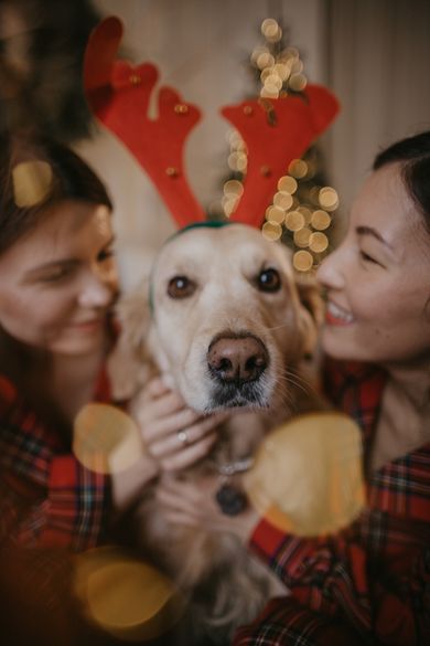 pets, family