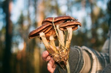 product, nature, film