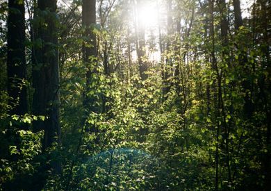 nature, film
