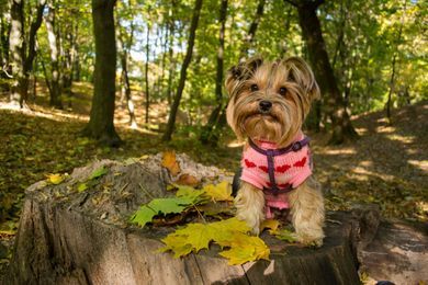 pets, nature, portrait