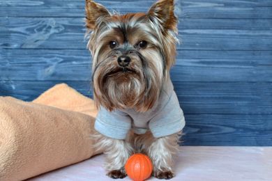 pets, commercial, portrait, content