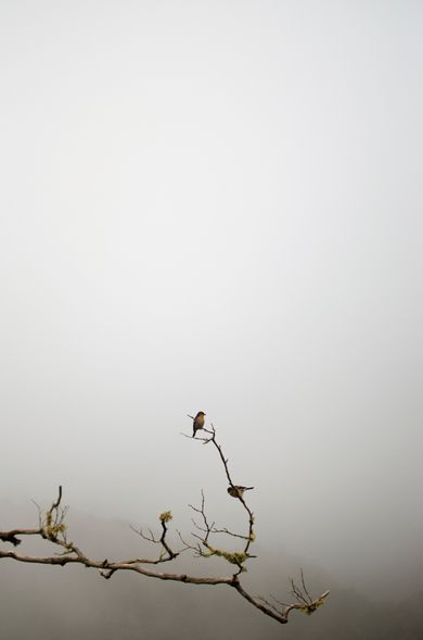 nature