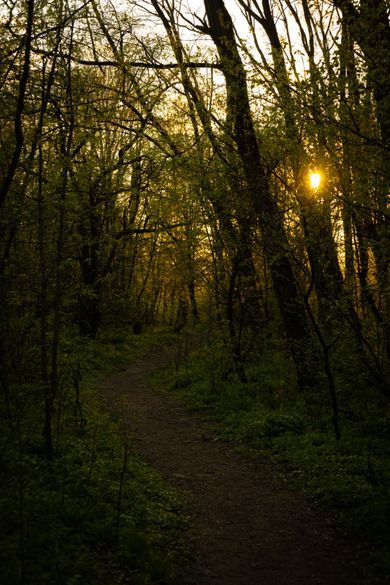 nature, ukraine, content