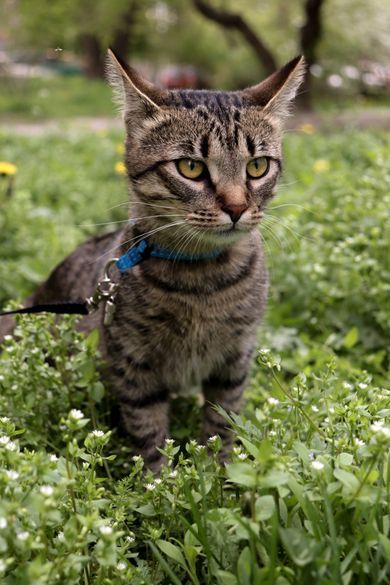 pets, nature, ukraine, content
