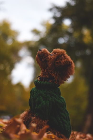 pets, commercial, nature