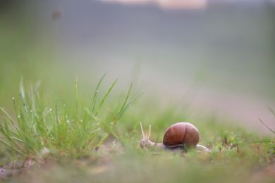 nature, content