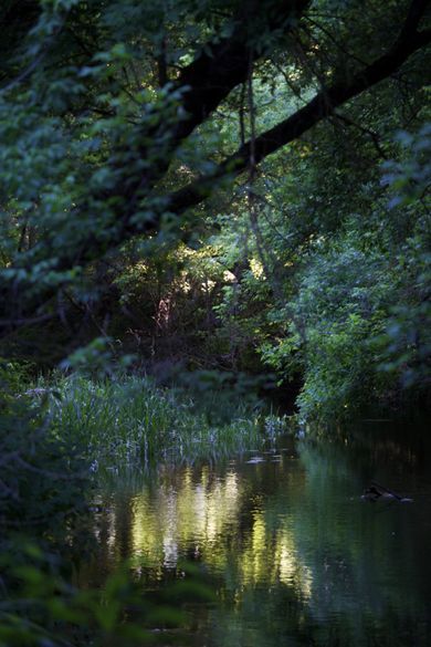 nature, content