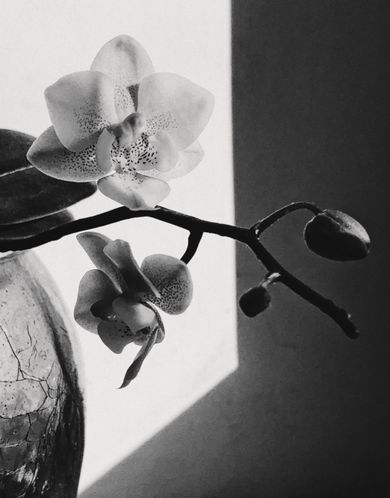 product, nature, film, content, blackandwhite