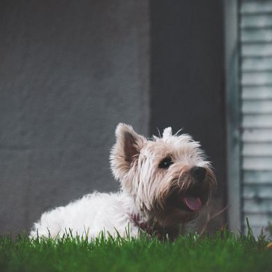 pets, nature, food