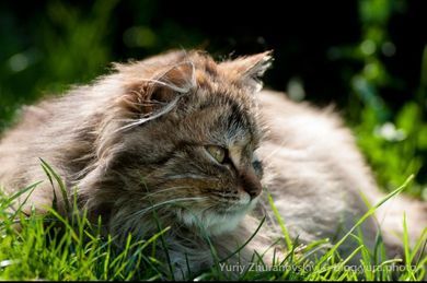 pets, commercial, nature, content